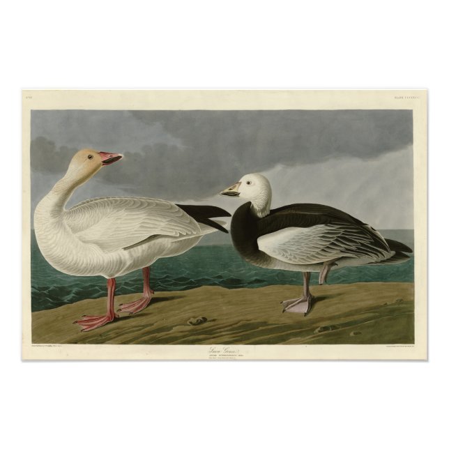 Foto Snow Goose from Audubon's Birds of America (Frente)