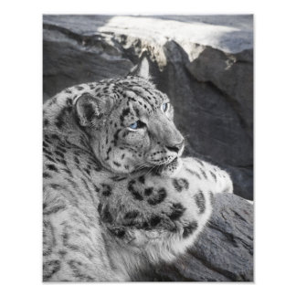 Foto Snow Lepard Icy Stare