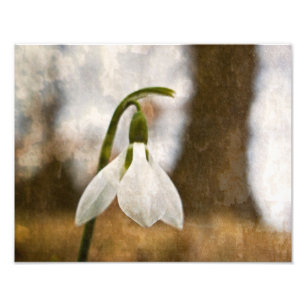 Foto Snowdrop Woods