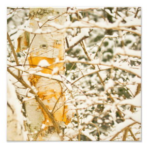 Foto Snowy Birch