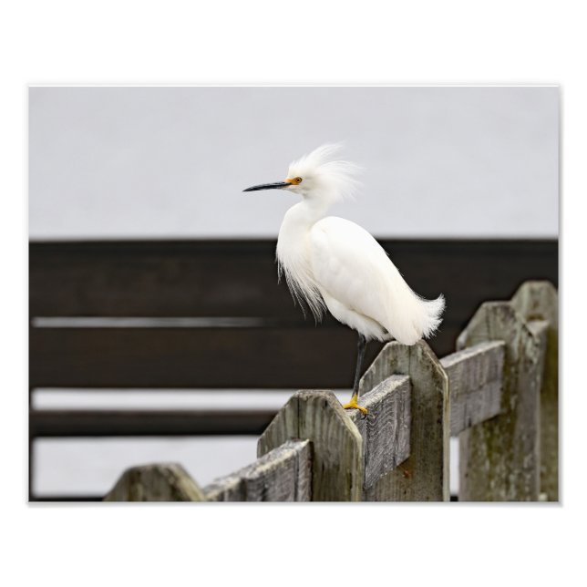 Foto Snowy Egret (Frente)