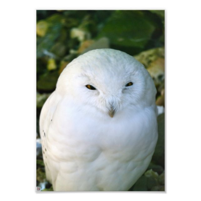 Foto Snowy Owl (Frente)