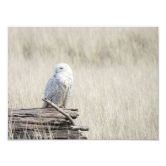 Foto Snowy Owl