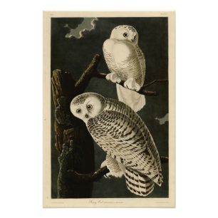 Foto Snowy Owl, Pássaros da América de John James Audub