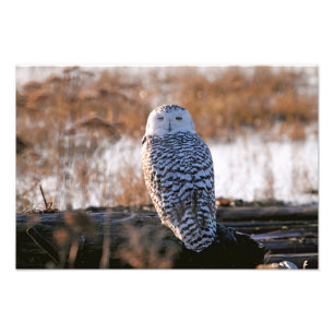 Foto Snowy Owl Winking