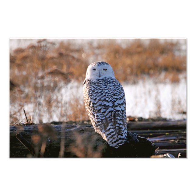 Foto Snowy Owl Winking (Frente)
