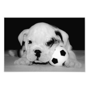 Foto "Soccer Puppy"