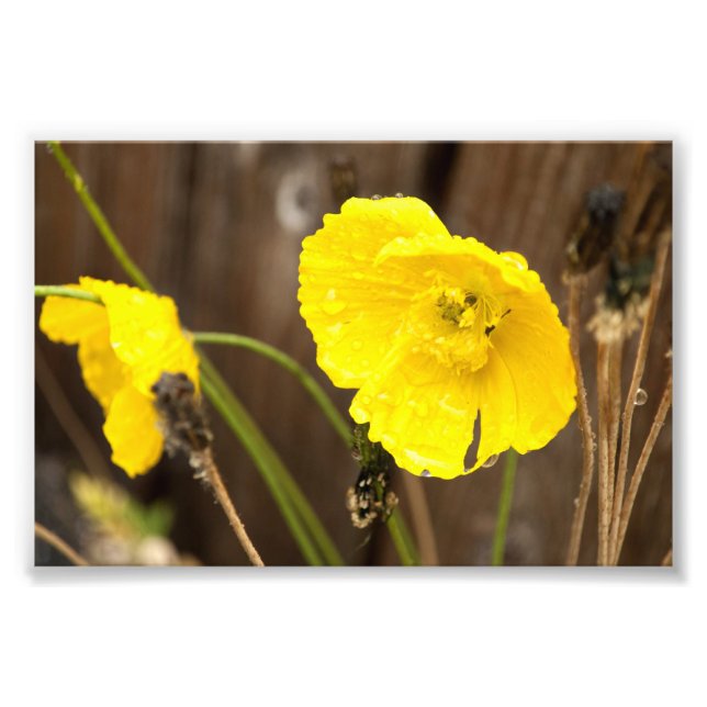 Foto Sol amassado (Frente)