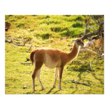 Sol do guanaco