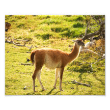 Sol do guanaco