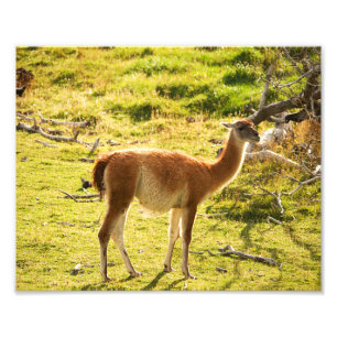 Foto Sol do guanaco