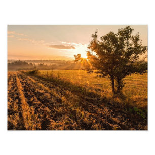 Foto Solitário no campo de neblina no nascer do sol do