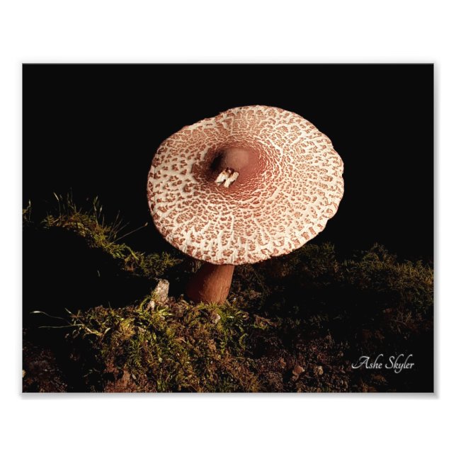 Foto Solitude (Frente)