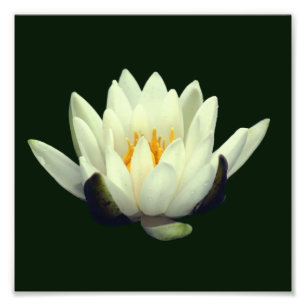 Foto Solteiro Lotus Blossom 8x8