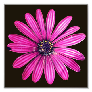Foto Solteiro Purple African Daisy Flower 8x8