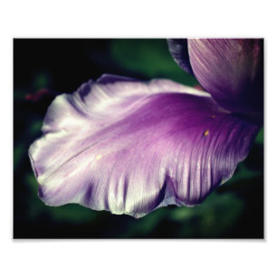 Foto Solteiro Púrpura Flor Da Tulpa Fecho Petal Fecho 8