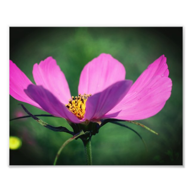 Foto Solteiro Rosa Cosmos Flor No Bloom 8x10 (Frente)