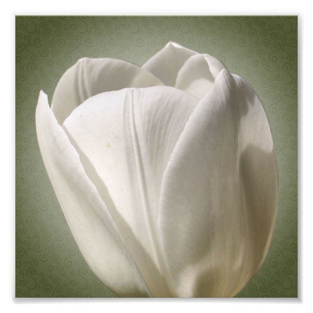 Foto Solteiro White Tulip Flower 8x8 (Frente)
