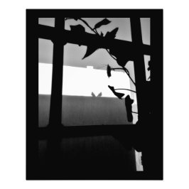 Foto Sombras de Pombo