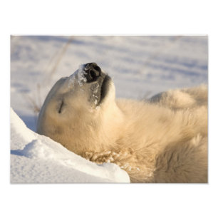 Foto Soneca do Urso Polar