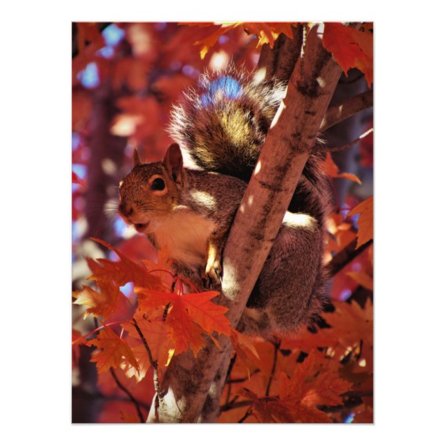 Foto "Song Squirrel" (Frente)