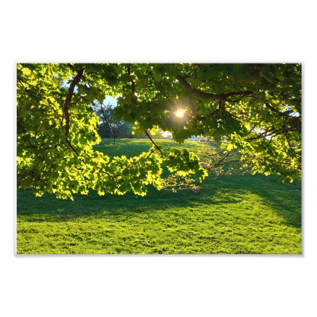 Foto Sonho de árvore (Frente)