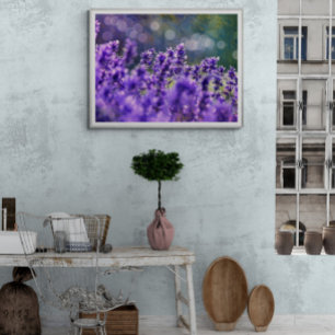Foto Sonhos de Lavanda