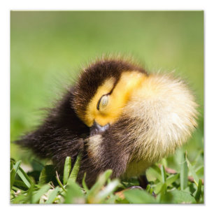 Foto Sono do pato do bebê