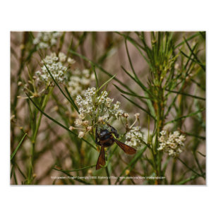 Foto Southwestern Forager