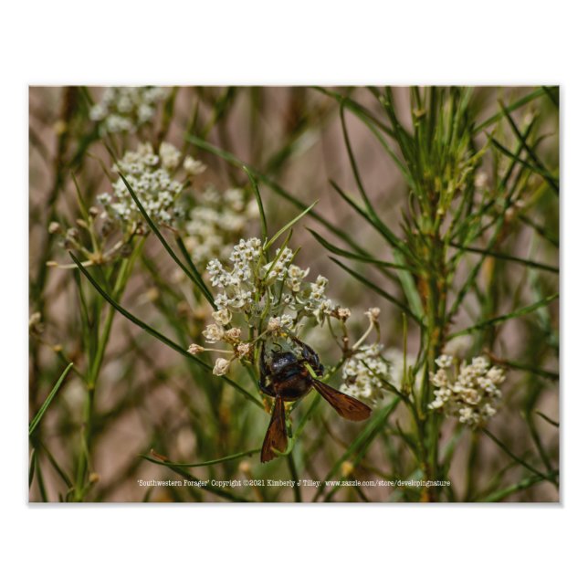 Foto Southwestern Forager (Frente)