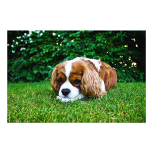 Foto Spaniel de rei Charles descuidado Blenheim na
