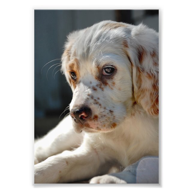 Foto Spaniel Puppy Dog (Frente)