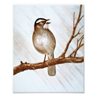 Foto Sparrow branco traçado