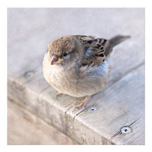 Foto Sparrow - Sobrepeso