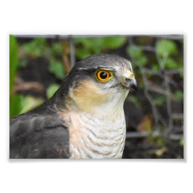 Foto Sparrowhawk (Frente)
