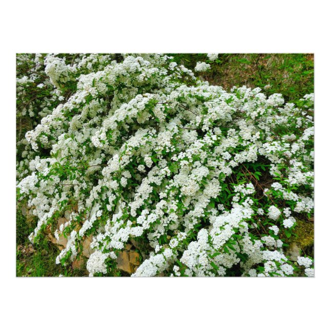 Foto Spirea Arguta (Frente)