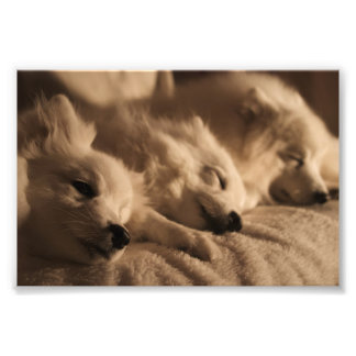 Foto Spitz japonês / poster esquimó americano