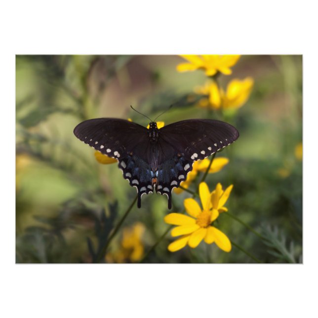 Foto Springtime Swallowtail (Frente)