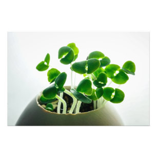 Foto Sprouting