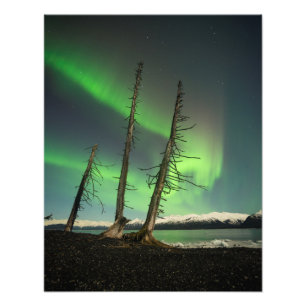 Foto Spruce Aurora Esquecido