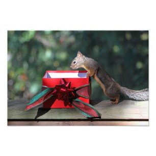 Foto Squirrel e abra o presente