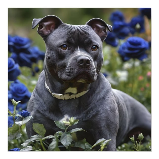 Foto Staffordshire Bull Terrier In Blue Rosa Garden (Frente)