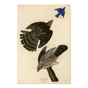 Foto Stanley (Cooper's) Hawk Audubon's Birds of America