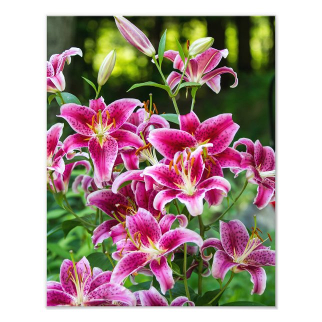 Foto Stargazer Lily (Frente)