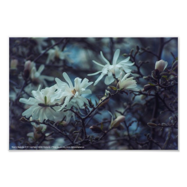 Foto Starry Magnolia 3172 (Frente)