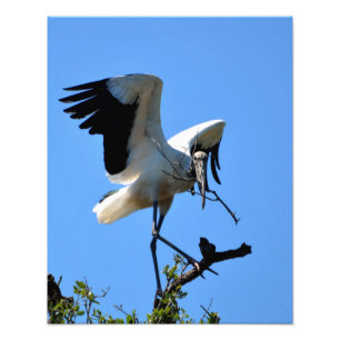 Foto Stork de madeira na natureza