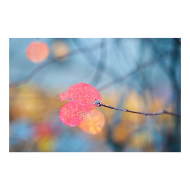 Foto Stunning Cotonou Leaves (Frente)