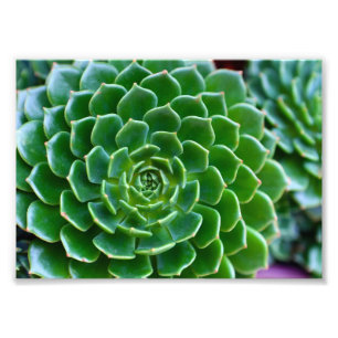 Foto Succulent verde