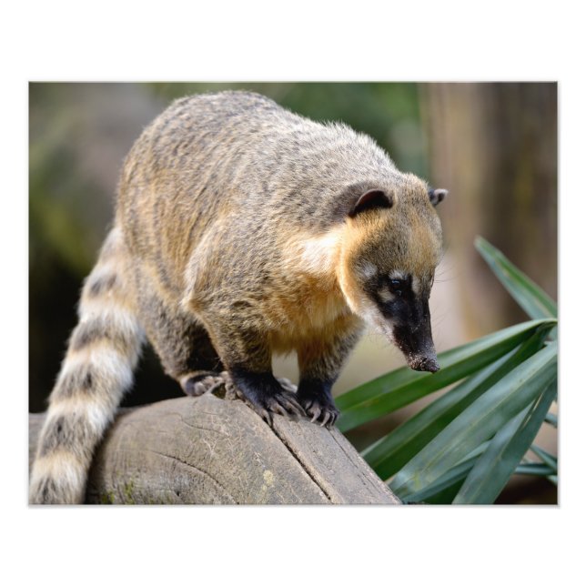 Foto Sul-americano Coati no galho (Frente)