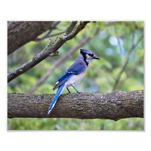 Foto Summer Blue Jay (Frente)